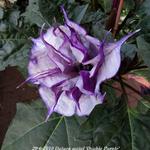 Datura metel 'Double Purple' - Doornappel