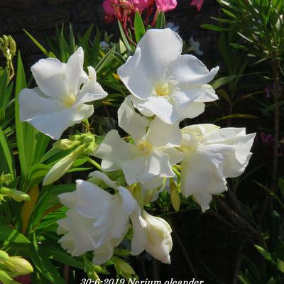 Oleander - Nerium oleander