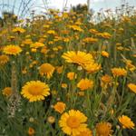 Anthemis tinctoria - Gele kamille - Anthemis tinctoria