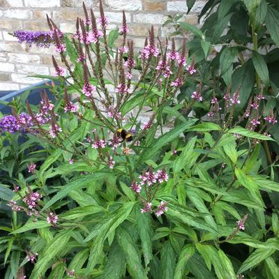 IJzerhard - Verbena hastata 'Rosea'