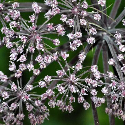 Bosengelwortel - Angelica sylvestris 'Vicar's Mead'