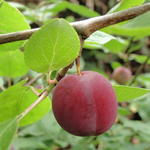 Kerspruim, Kroosjespruim, Myrobalaan - Prunus cerasifera