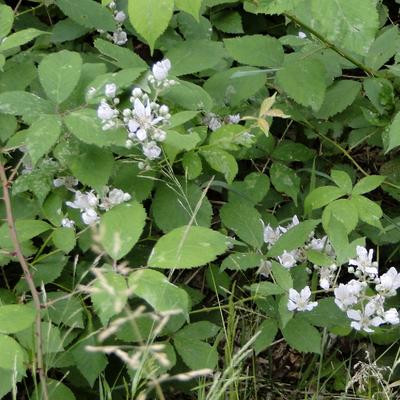 Gewone braam - Rubus fruticosus