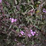 Verbena officinalis var. grandiflora 'Bampton - IJzerhard