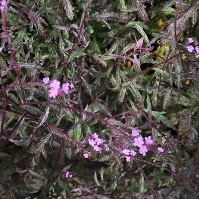 IJzerhard - Verbena officinalis var. grandiflora 'Bampton