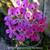 Pelargonium echinatum 'Miss Stapleton'