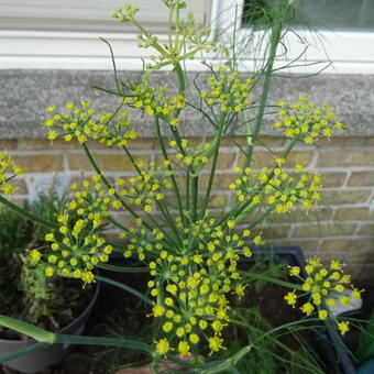 Foeniculum vulgare var. azoricum 'Fino'