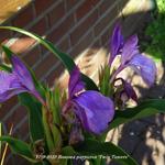 Roscoea purpurea 'Twin Towers' - Gemberorchidee