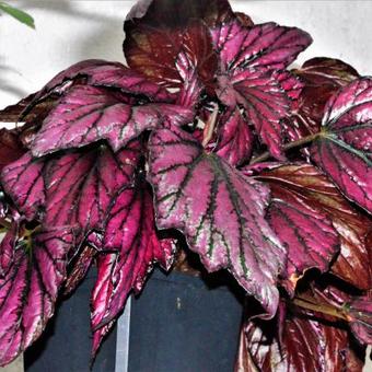 Begonia rex 'Hugh McLaughlin'