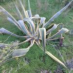 Agave americana  - Honderdjarige aloë