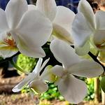 Phalaenopsis multiflora - Orchidee