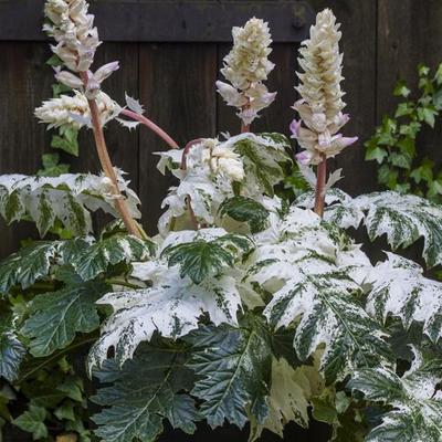 Stekelige berenklauw - Acanthus mollis 'Tasmanian Angel'