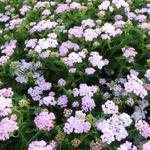 Achillea millefolium 'Wonderful Wampee' - Duizendblad