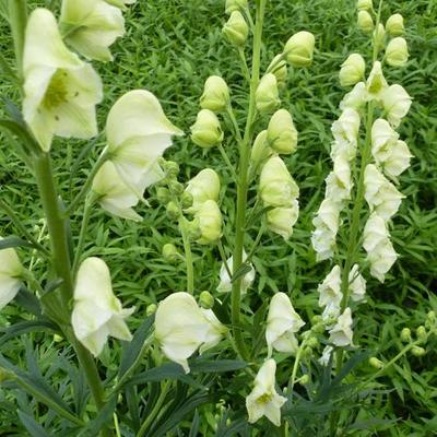 Monnikskap, Witte monnikskap - Aconitum napellus 'Schneewittchen'