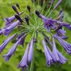 Afrikaanse lelie - Agapanthus 'Purple Cloud'