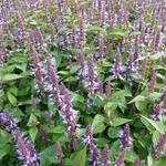 Agastache rugosa 'After Eight' - Dropplant