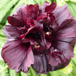 Alcea rosea 'Chater's Double Violet' - Stokroos