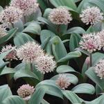 Allium karataviense - Sierui - puinlook