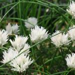 Allium schoenoprasum 'Corsican White' - Witte bieslook - Allium schoenoprasum 'Corsican White'