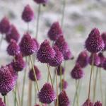 Allium sphaerocephalon - Trommelstokje, kalklook, kogellook - Allium sphaerocephalon
