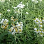 Anaphalis margaritacea 'Neuschnee' - Witte knoop, Siberische edelweiss - Anaphalis margaritacea 'Neuschnee'