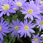 Anemone blanda 'Blue Shades' - Oosterse anemoon