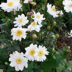 Anemone x hybrida 'Snow Angels' - Japanse anemoon / herfstanemoon - Anemone x hybrida 'Snow Angels'