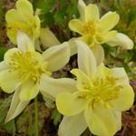 Aquilegia chrysantha 'Yellow Queen' - Akelei