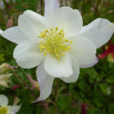 Akelei - Aquilegia caerulea 'Snow Queen'