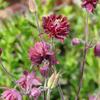 Akelei - Aquilegia vulgaris 'Ruby Port'