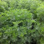 Citroenkruid - Artemisia abrotanum