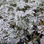 Artemisia absinthium 'Lambrook Silver' - Alsem - Artemisia absinthium 'Lambrook Silver'