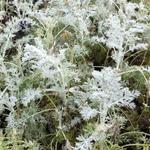 Artemisia arborescens 'Little Mice' - Alsem