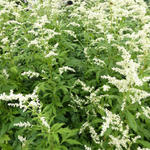 Artemisia lactiflora 'Elfenbein' - Alsem - Artemisia lactiflora 'Elfenbein'