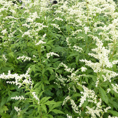 Alsem - Artemisia lactiflora 'Elfenbein'