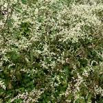 Artemisia lactiflora 'Guizhou' - Alsem, Bijvoet