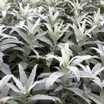 Artemisia ludoviciana 'Valerie Finnis' - Alsem, Bijvoet, Edelruit