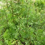 Artemisia vulgaris - Bijvoet - Artemisia vulgaris