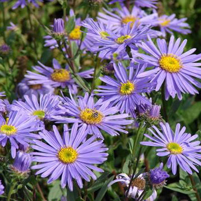 Bergaster - Aster amellus 'Dr Otto Petschek'