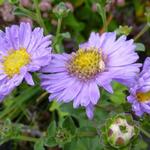 Aster - Aster amellus 'Rudolf Goethe'