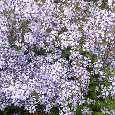 Herfstaster - Aster cordifolius 'Ideal'