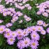 Herfstaster - Aster dumosus 'Herbstgruss von Bresserhof'