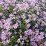 Aster - Aster 'Pink Star'