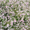 Aster - Aster lateriflorus 'Lady in Black'