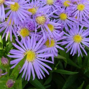 Aster novi-belgii 'Blütenmeer'