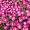 Herfstaster - Aster novi-belgii 'Crimson Brocade'