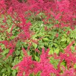 Astilbe x arendsii 'Spinell' - Pluimspirea - Astilbe x arendsii 'Spinell'