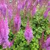 Pluimspirea - Astilbe chinensis 'Superba'