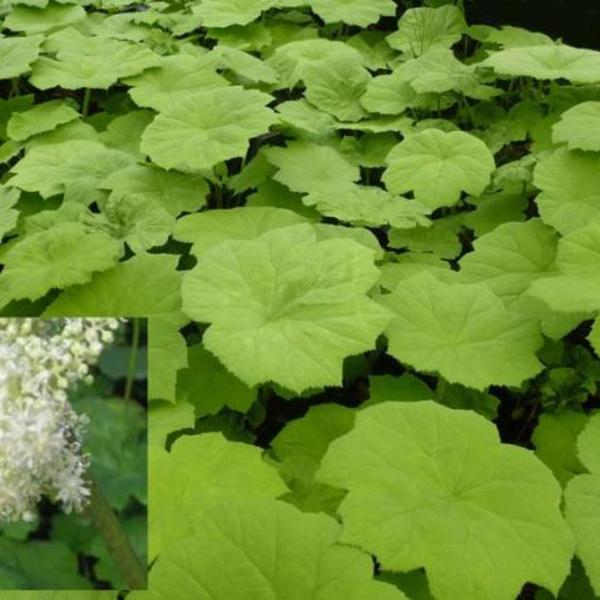 Toeval puur Slim Tafelblad - Astilboides tabularis - Vaste planten - Planten online kopen |  Tuinadvies