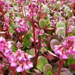 Bergenia 'Ouverture' - Schoenlappersplant - Bergenia 'Ouverture'